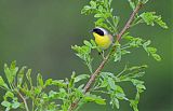 Common Yellowthroatborder=